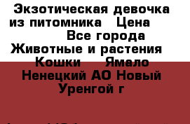 Экзотическая девочка из питомника › Цена ­ 25 000 - Все города Животные и растения » Кошки   . Ямало-Ненецкий АО,Новый Уренгой г.